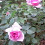 20110512183002.jpg